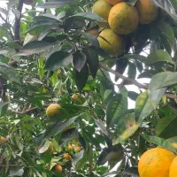 نارنج محلی آبدار|خوردنی و آشامیدنی|طاهرگوراب, |دیوار