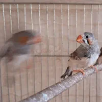 فنچ نر|پرنده|قزوین, |دیوار