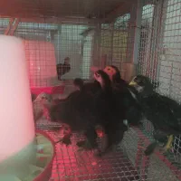 جوجه یک روزه و یک ماهه مرندی اصیل|حیوانات مزرعه|ری, شهرری|دیوار