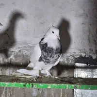 طوقی هفترنگ پرپا