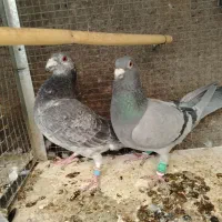 نر سوسکی و ماده سبز