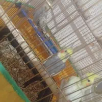 3عدد عروس هلندی|پرنده|یاسوج, |دیوار