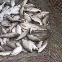 فروش بچه ماهی