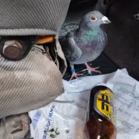 یک عدد شامی پلاکی جی پی اس