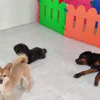 پانسیون نگهداری و آموزشی سگ|خدمات پیشه و مهارت|فردیس, شهرک ناز|دیوار