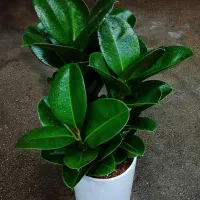 نمایشگاه گل و گیاه باران|گل و گیاه طبیعی|نیشابور, فضل|دیوار