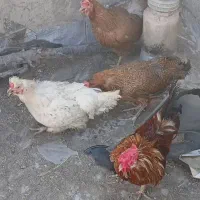 مرغ وخروس
