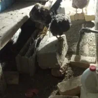 مرغ وخروس محلی|حیوانات مزرعه|قم, پردیسان|دیوار