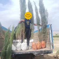 نهال سرو ناز شیراز