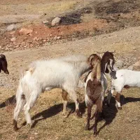 نر بز نژدی|حیوانات مزرعه|بروجرد, |دیوار