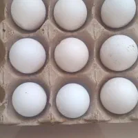 تخم‌مرغ نطفه دارگلین|حیوانات مزرعه|شاهین دژ, |دیوار