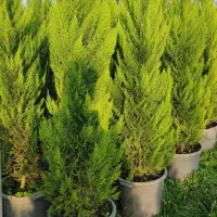 انواع گیاهان از جمله لاوسون و شمشاد و یاس هلندی