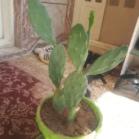 کاکتوس زبونی یا آپونتیا   گل خانگی