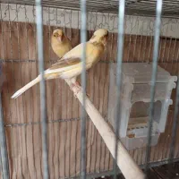 نروماده|پرنده|رشت, نامجو|دیوار