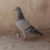 ماده مسافتی استوک
