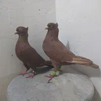 جفت سرخ کاکلی|پرنده|دزفول, |دیوار