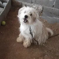 سگ شیتزو معاوضه با عروس هلندی|سگ|خرمآباد, |دیوار