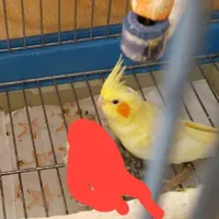 جوجه عروس گم شده