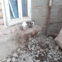 کبوتر|پرنده|سیمین شهر, |دیوار