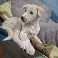 سگ بازی گوش|سگ|حمیدیا, |دیوار