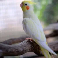 طوطی گم شده طوطی پیدا شده