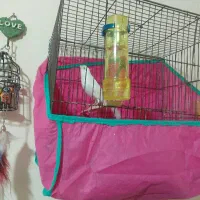 قناری آماده|پرنده|بشاریات, |دیوار