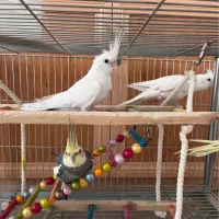 عروس هلندی