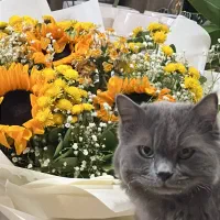 گربه میکس اسکاتیش و پرشین