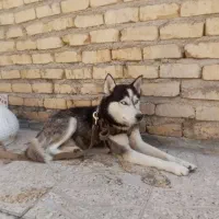 سگ هاسکی