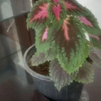 واحد خوش نقشه