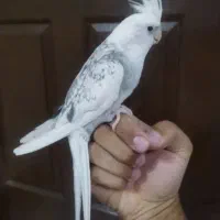گمشده