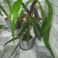 گلدانهای زیبا و تمیز|گل و گیاه طبیعی|فلاورجان, |دیوار