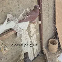 کبوتر . طوقی .دم سفید.سفید نوک ریز|پرنده|خمینیشهر, |دیوار