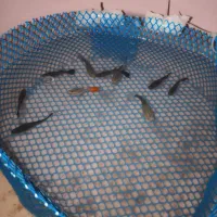 ماهی گوپی درشت خوب|ماهی|قم, شهرک سازمان آب|دیوار