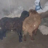 بره نر|حیوانات مزرعه|مشهد, همت آباد|دیوار