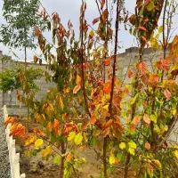 باغ و باغچه243متری /برق قانونی/آب/استخر