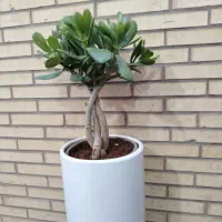 گلکده پاچیرا