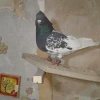 کله سیاه ابلغ پلنگ