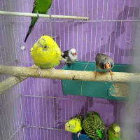 ۵ عدد مرغ عشق ۲ عدد فنچ