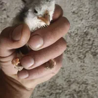 اصل گلین اصل لاری