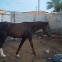 فروش اسب نژاد شاهزاده سین