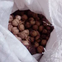 گردو میفروشم قیمت 350یا 380|خوردنی و آشامیدنی|بکتاش, |دیوار
