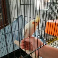 عروس‌ هلندی