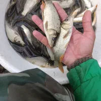 ماهی امور و کپور|ماهی|سنگر, |دیوار