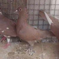 کفتر فروشی یا معاوضه