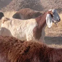 بزجوان۲ساله