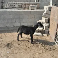 یک راس،ماده