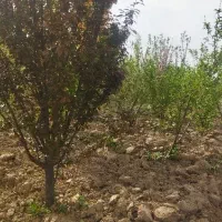 باغچه-قولنامه-ای-بهمن-اباد-احمد-آباد-مستوفی