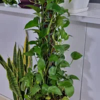 گل و گلدان|گل و گیاه طبیعی|اهواز, سیصد دستگاه|دیوار