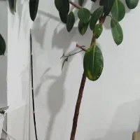 گل در راه رو یا هال